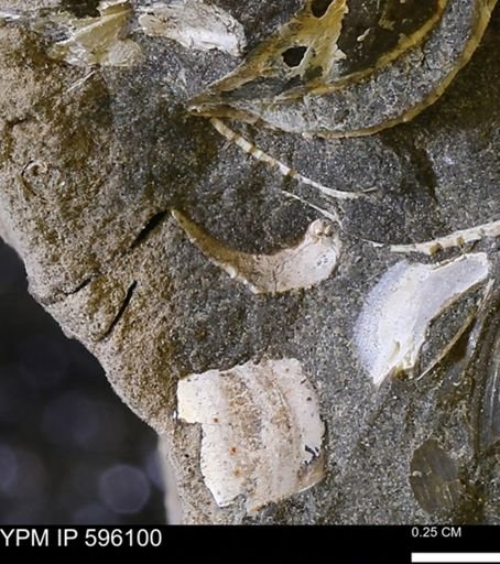 undet. Mollusca