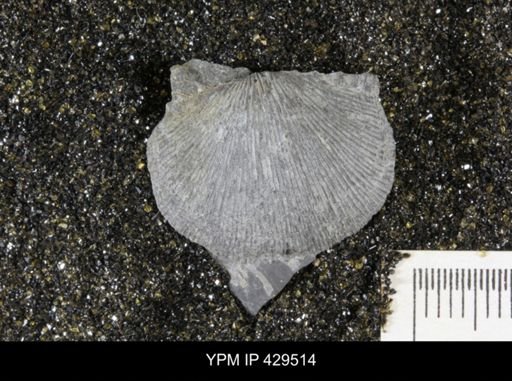 Devonochonetes coronatus