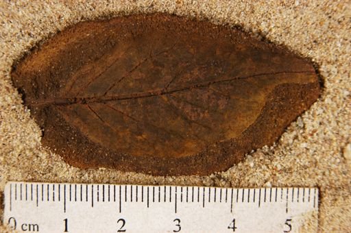 Populus kansaseana