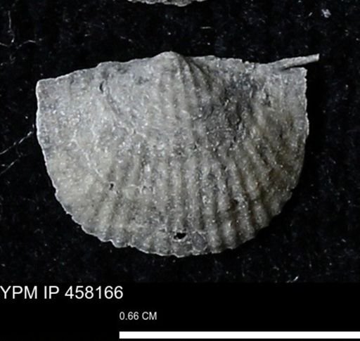 Chonetes mucronatus