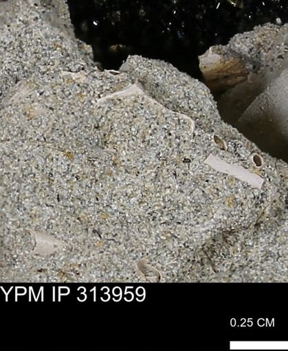 undet. Mollusca