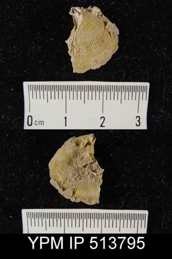 undet. Orthida