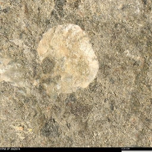 undet. Mollusca