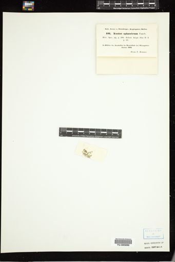 Nostoc sphaericum