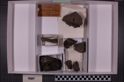 mixed taxa, stratigraphic collection