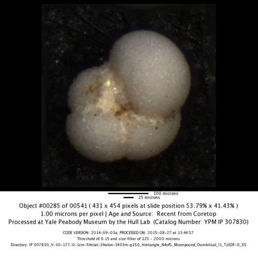 Neogloboquadrina incompta