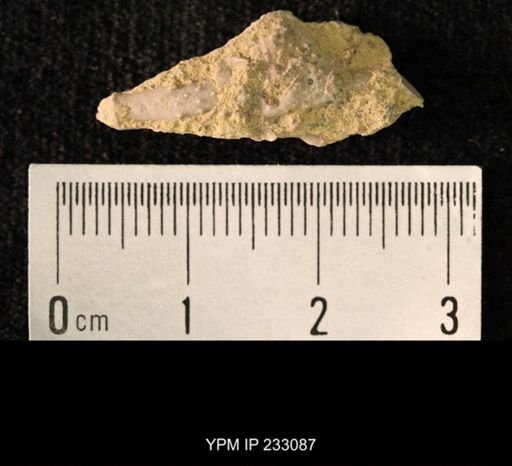 Archaeocidaris sp.