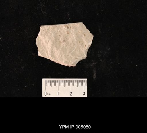 Psocidium kansasense