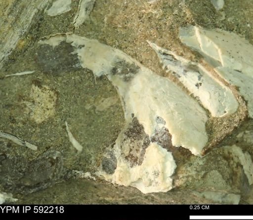 undet. Bivalvia