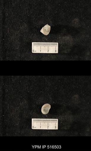 Cyclonema sp.