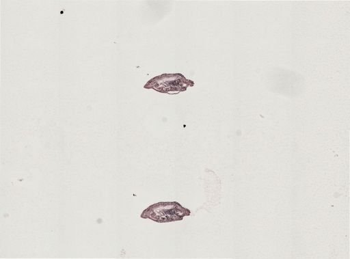 Plagiostomum morgani