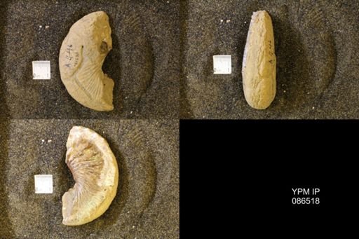 Jeletzkytes nebrascensis