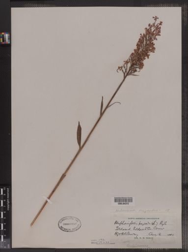 Blephariglottis psycodes