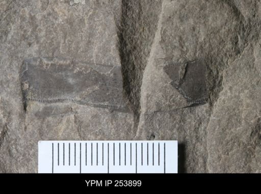 Eurypterida