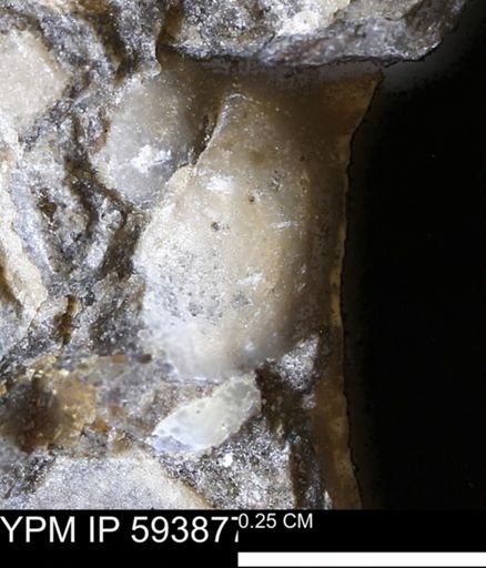 undet. Gastropoda