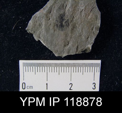 Lingula taeniola