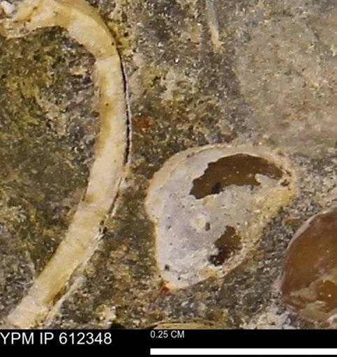 undet. Bivalvia
