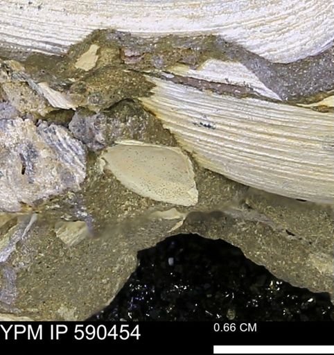 undet. Bivalvia