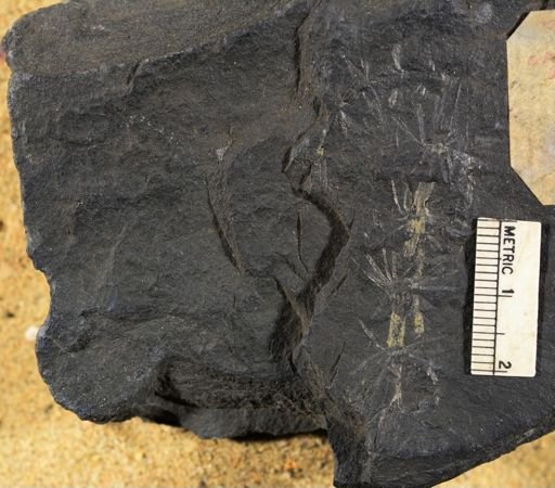 Asterophyllites sublevis