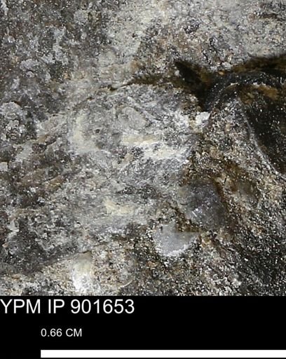 undet. Mollusca