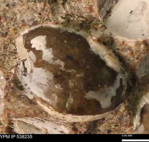Corbulamella gregaria