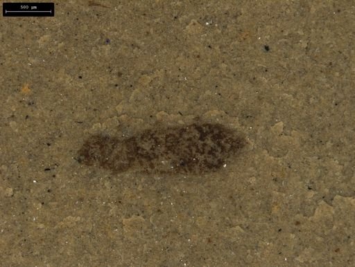 taxon undetermined