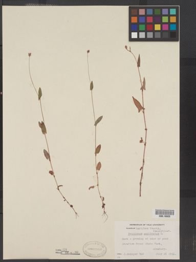 Polygonum sagittatum