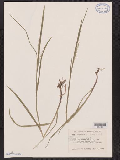 Glyceria