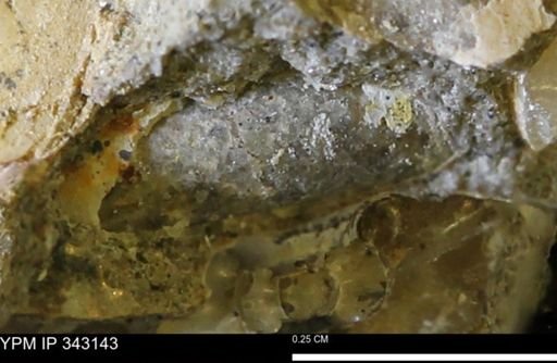 undet. Scaphitidae