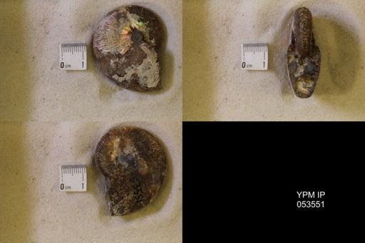 undet. Scaphitidae