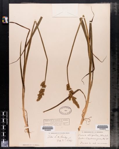 Carex stipata