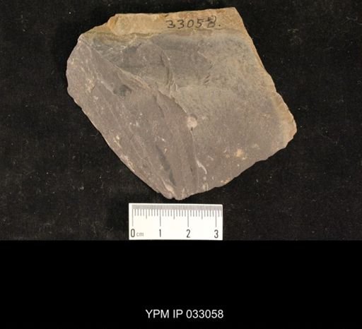 Mormolucoides articulatus