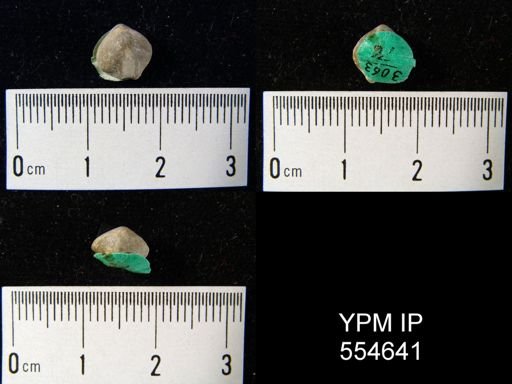 Hyattidina congesta junea