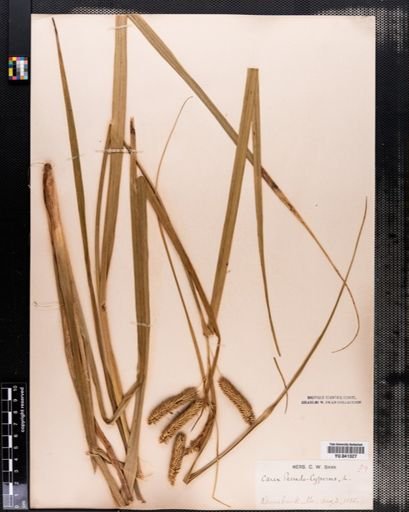 Carex pseudocyperus