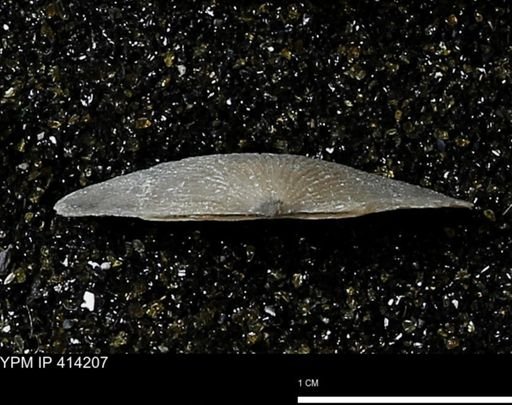 Devonochonetes mucronatus?