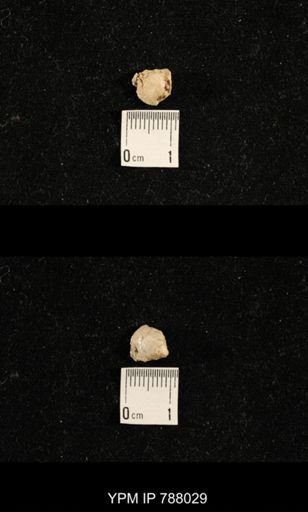 undet. Brachiopoda