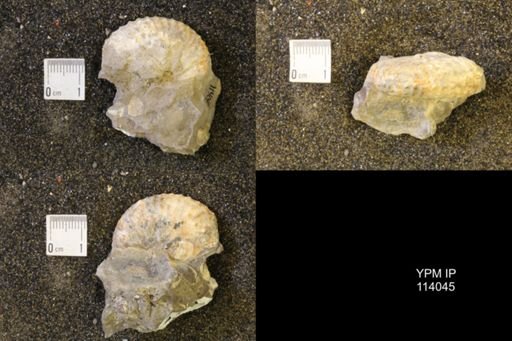 Discoscaphites conradi