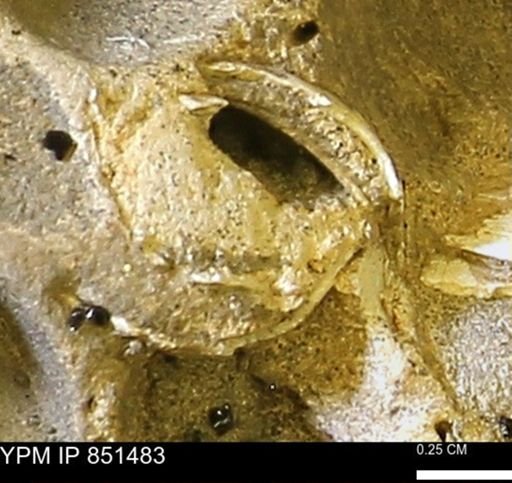 Limopsis striatopunctatus