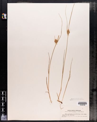 Carex