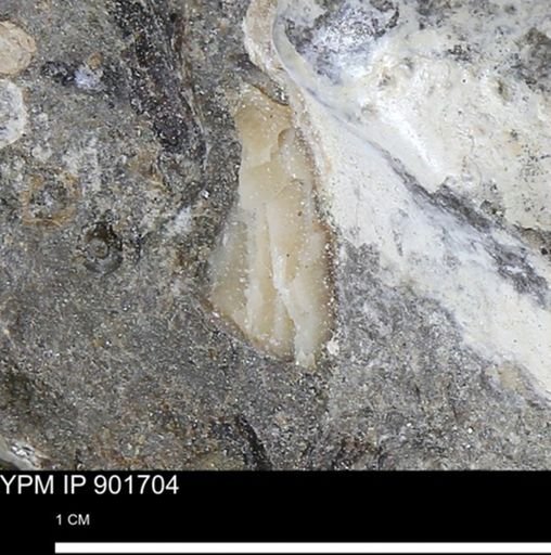 Inoceramus sp.