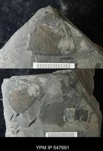 Hughmilleria sp.
