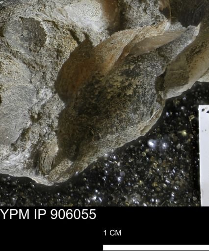 undet. Bivalvia