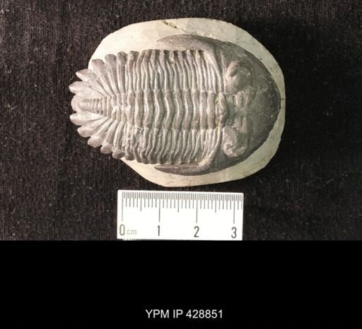 Asteropyge sp.