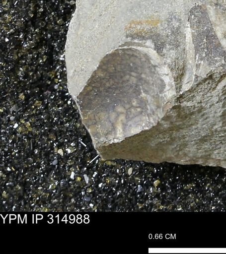 undet. Mollusca
