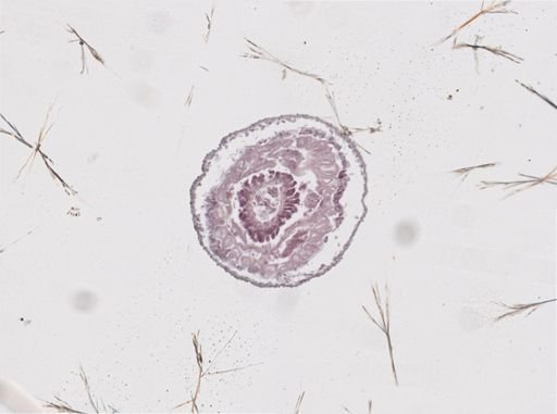 Cambarincola vitreus