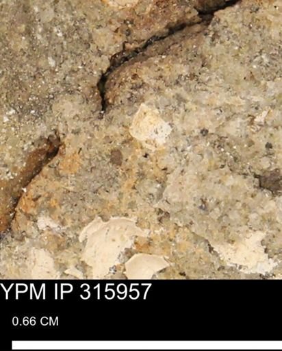 undet. Mollusca