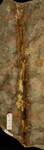 Calamites sp.
