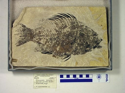 Priscacara serrata