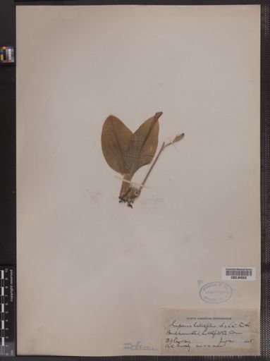 Liparis liliifolia
