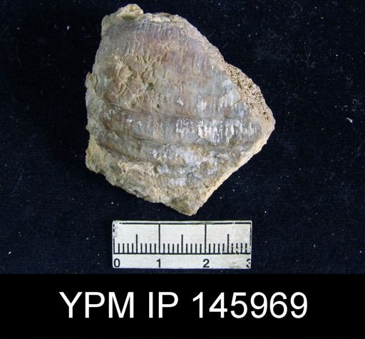 Echinoconchus sp.